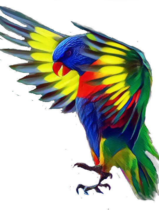 bird colorful flying Beauty Parrot