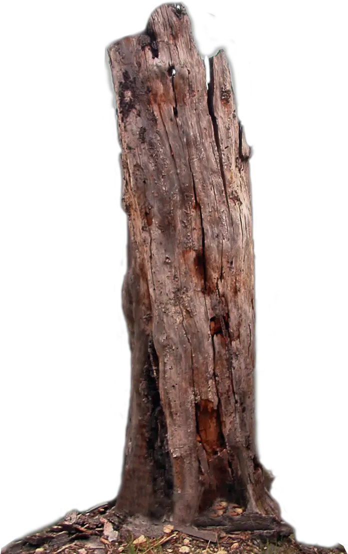 Tree Trunk Branch Wood Transparent Background Tree Trunk Png