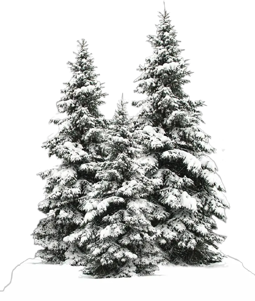 tree trees christmas christmastree snow winter Snow Fir Tree Png