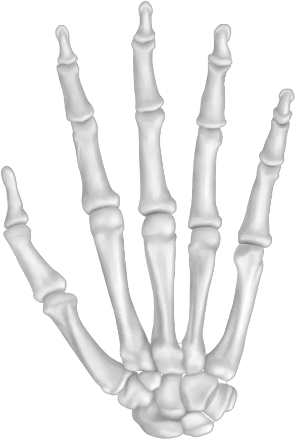 Bone Png Pic Hand Bones