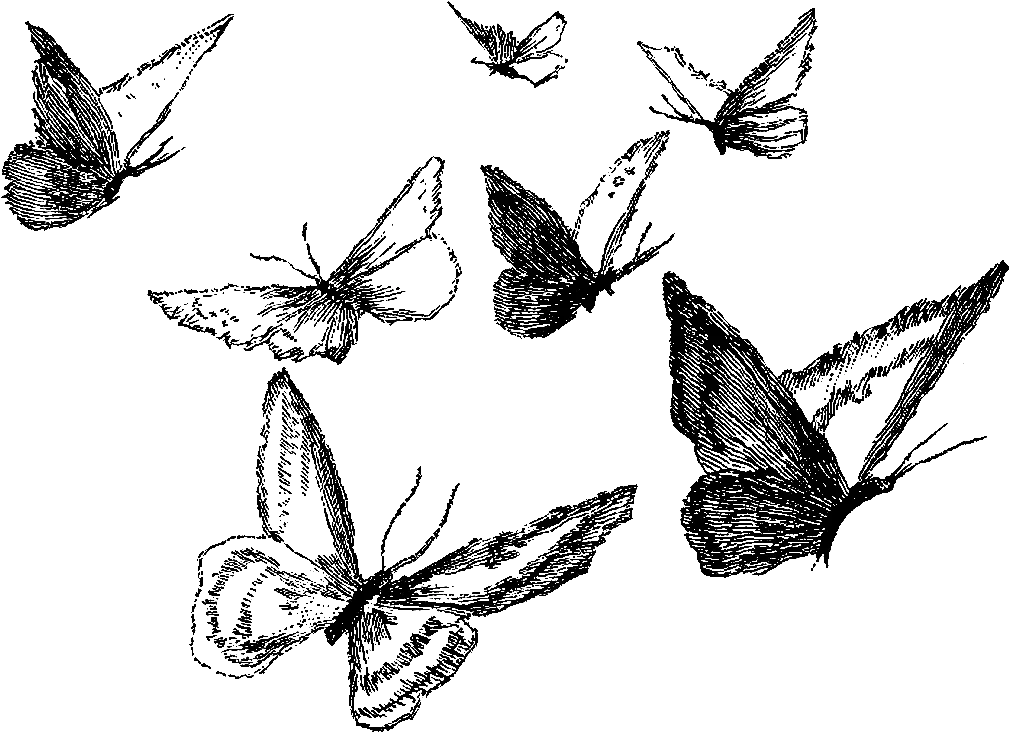 Butterfly Pencil Drawing Png