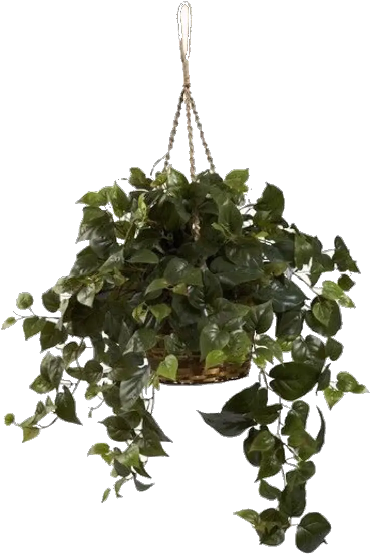 Transparent Hanging Plants Png