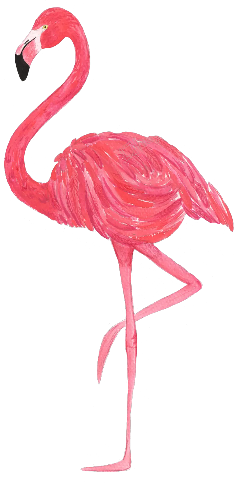 Flamingo Vector Transparent Png Transparent Flamingo Png