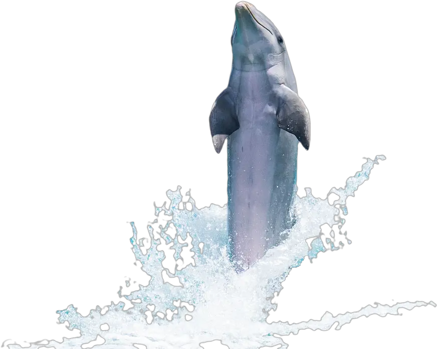 Download Free Fish Png Transparent Images Transparent Sea Dolphin Png