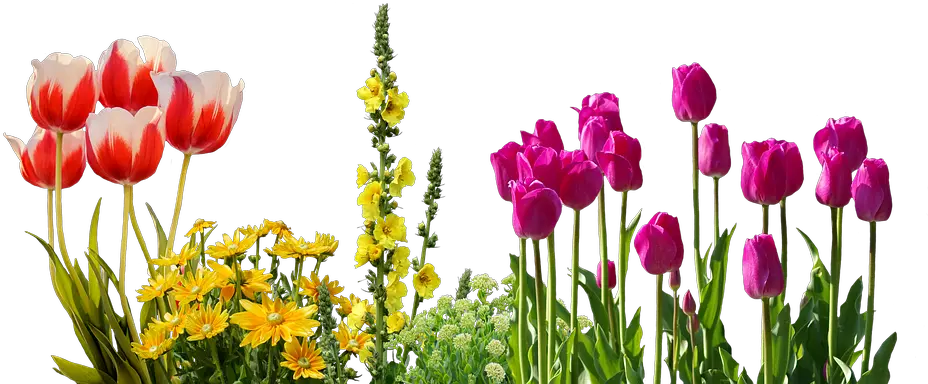 Transparent Spring Flowers Clipart