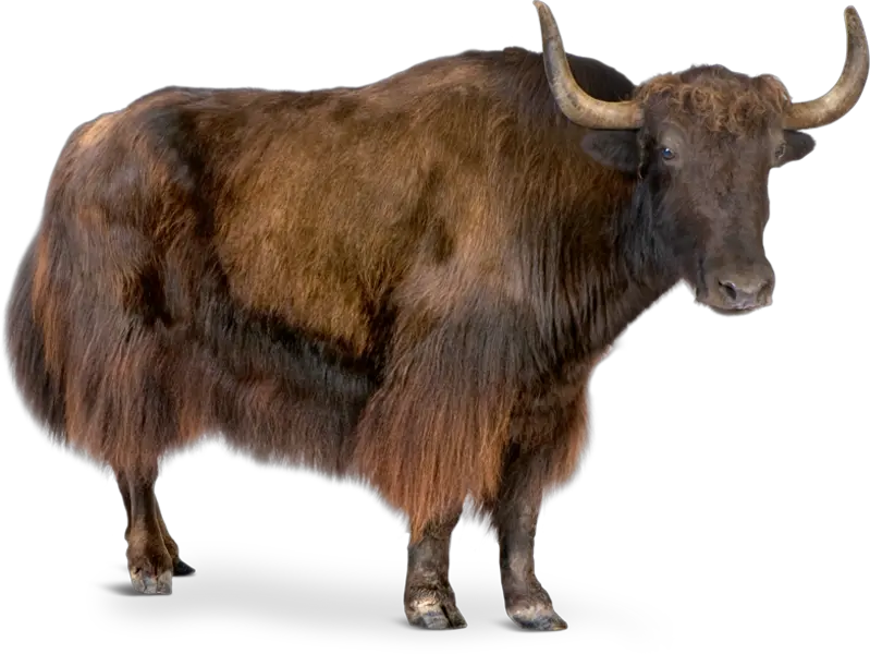 Yak White Background
