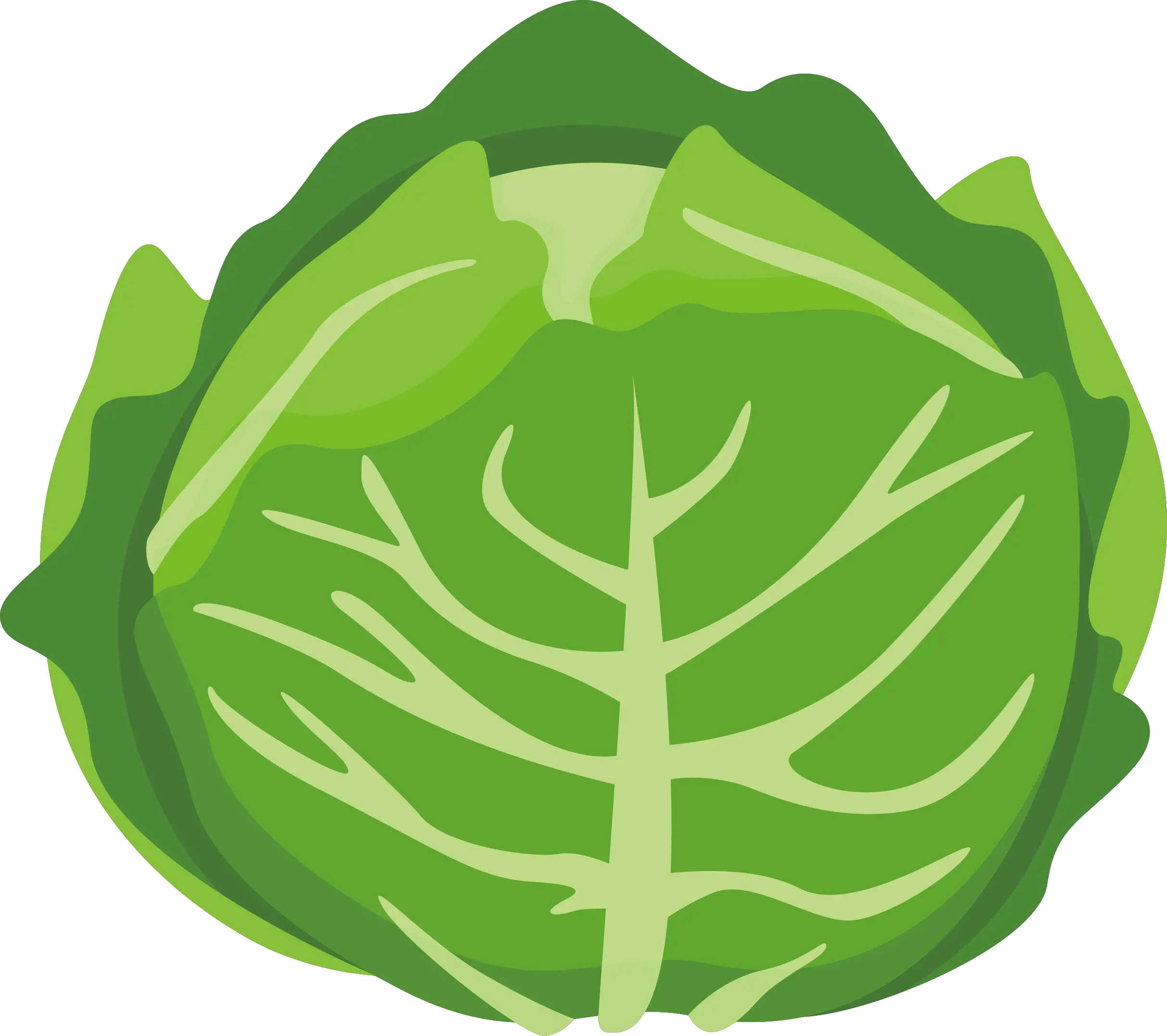 Transparent Asian Fan Clipart Cabbage Cartoon Png