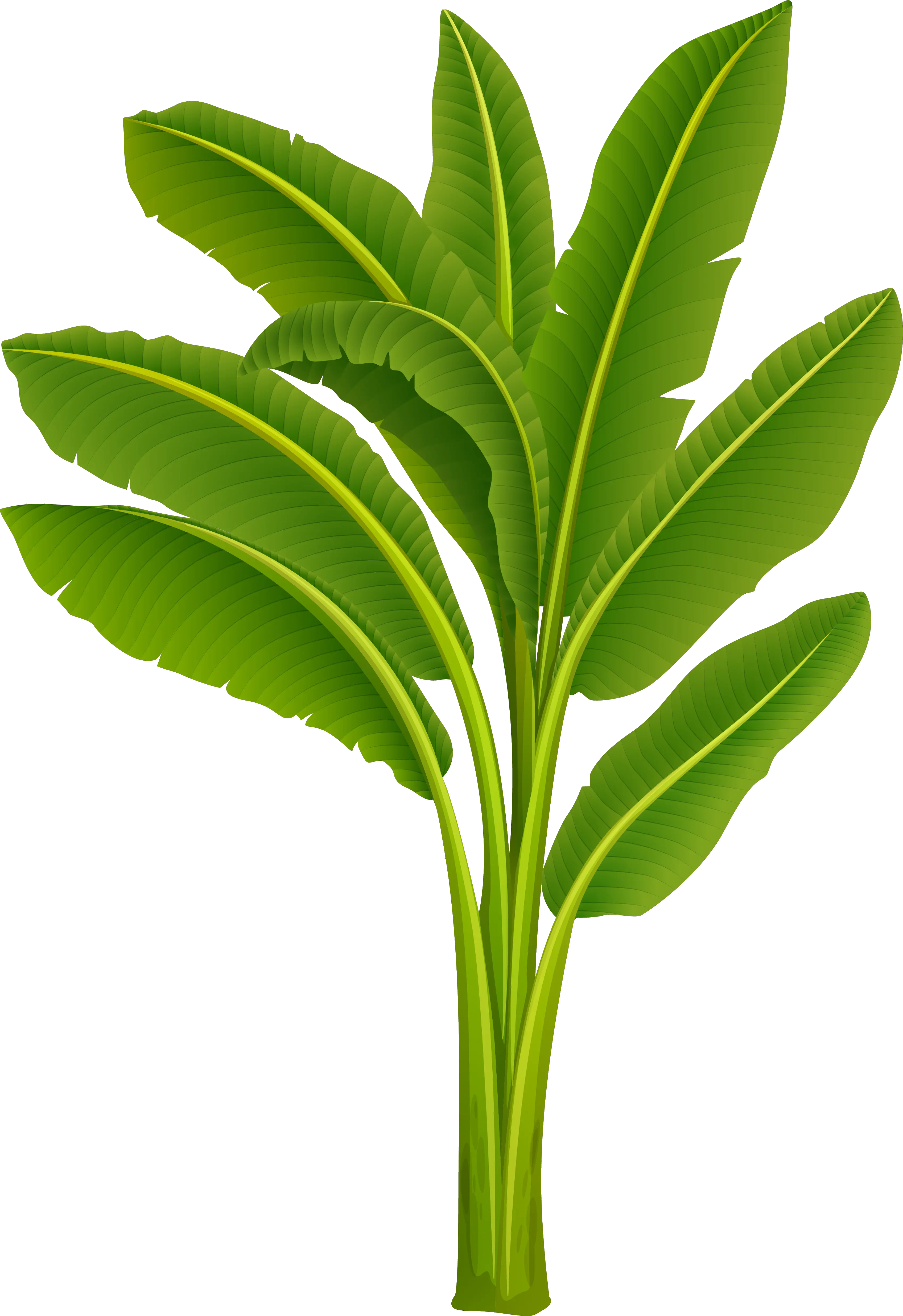 Clip Art Cartoon Plant Png Banana Tree Leaf Png