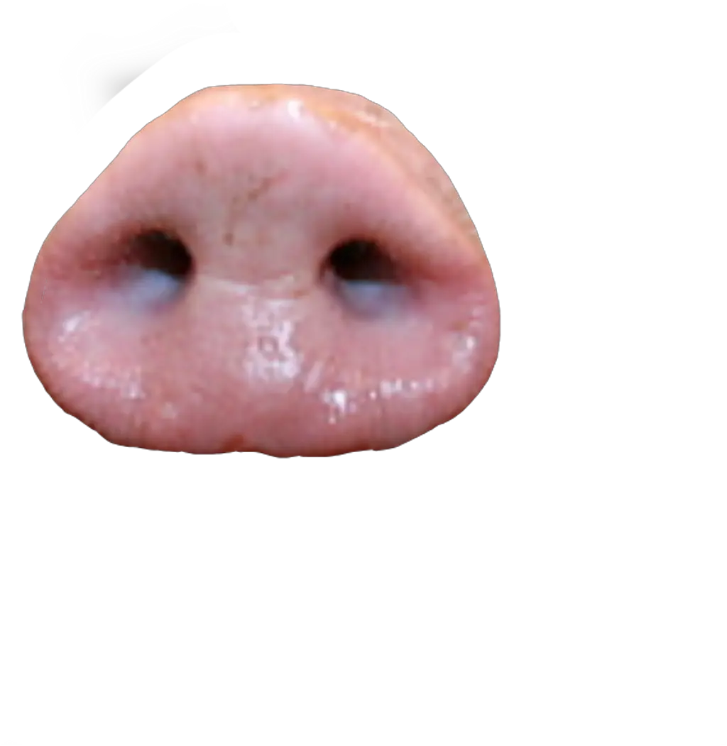 pignose pig nose @robullo freetoedit Tongue