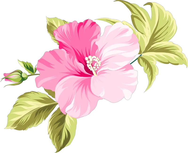 Flower Hawaii Clip Art Pink Beautiful Flower Vector