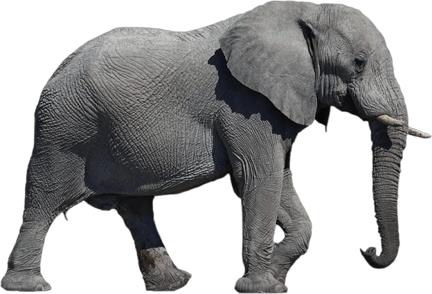 Elephant Transparent Background