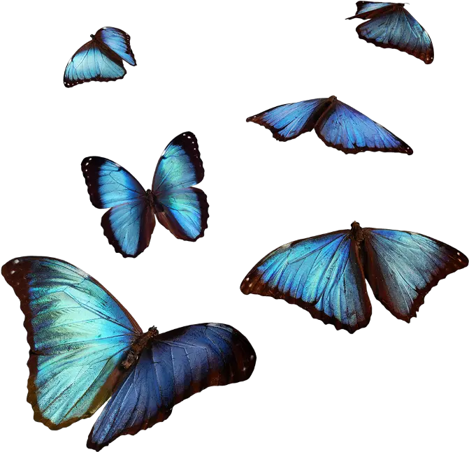 butterfly butterflies blue flying cute fly air ليس لنا الا الله