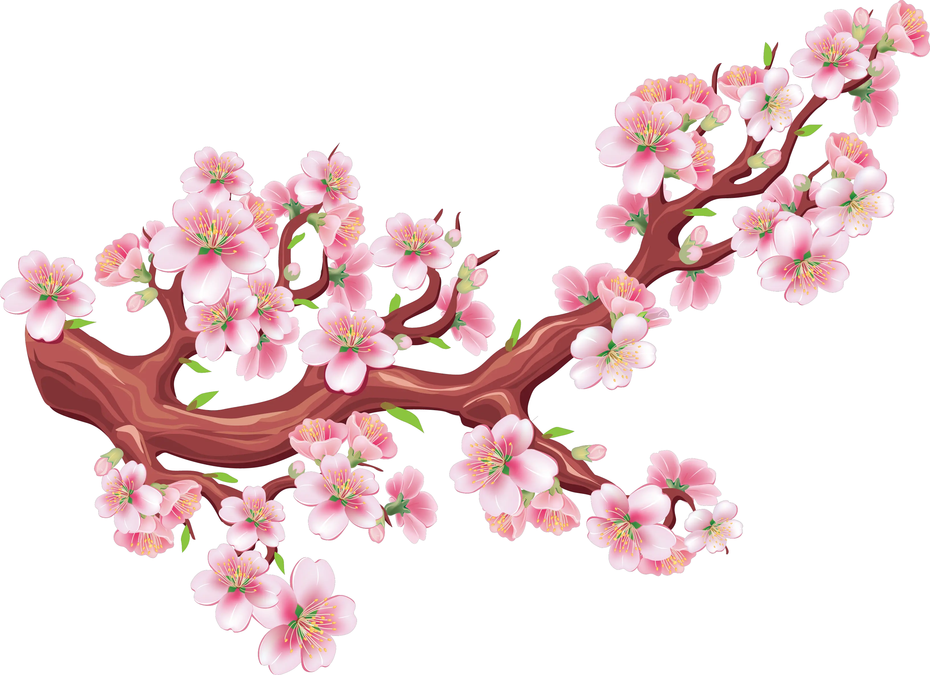 Sakura Png Bunga Sakura Vector Png