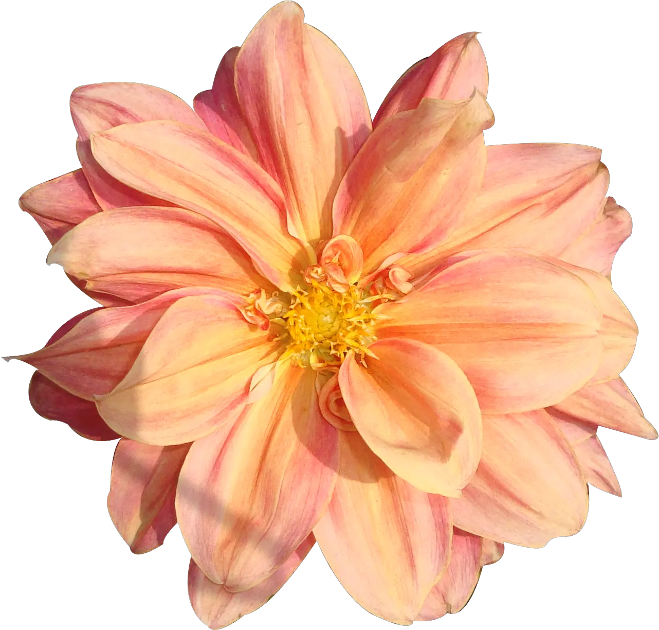 Peach Flower Clipart Real Flower Flower Pngs