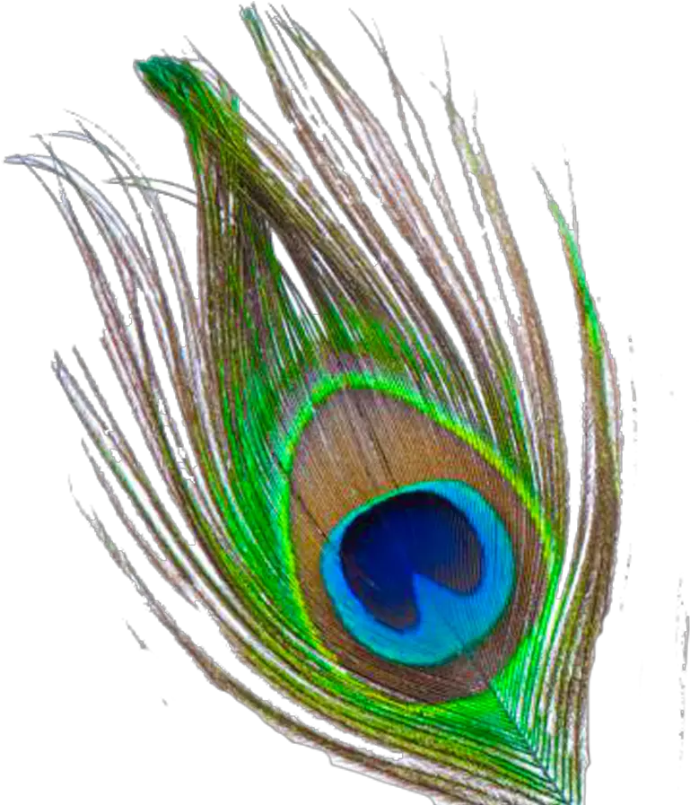 Peacock Feather Free Download Png Krishna Peacock Feather Png