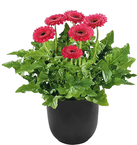 Flower Pot Plants Png