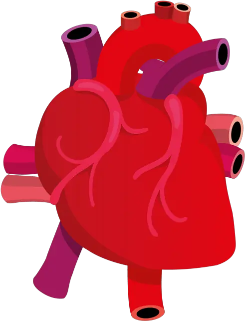 Human Heart On Behance Real Heart Vector Png