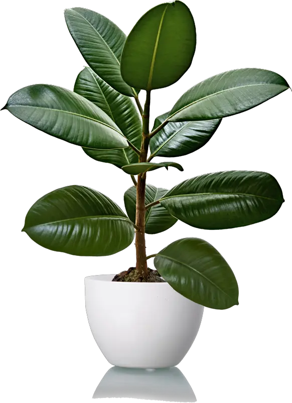 Rubber Tree Plant