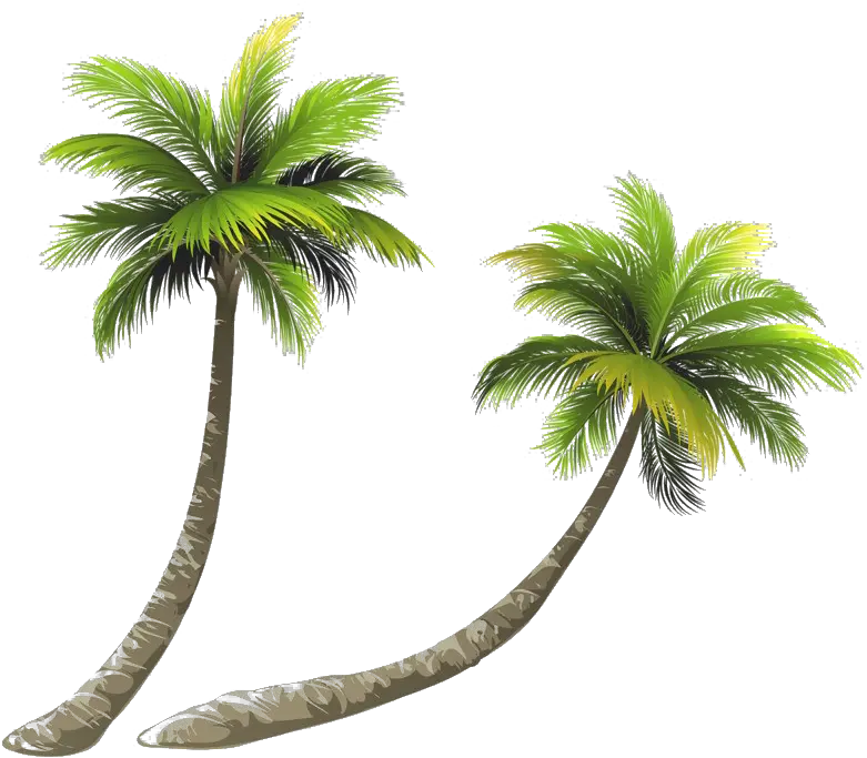 Coconut Tree Png Image Hd Palm Tree Transparent Background