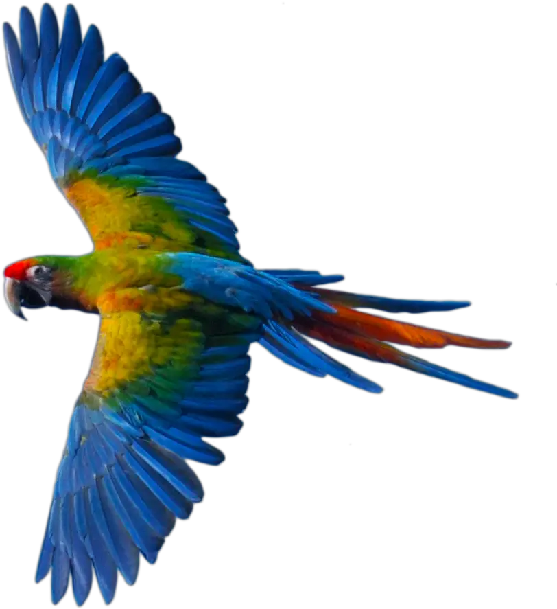 Flying Parrot