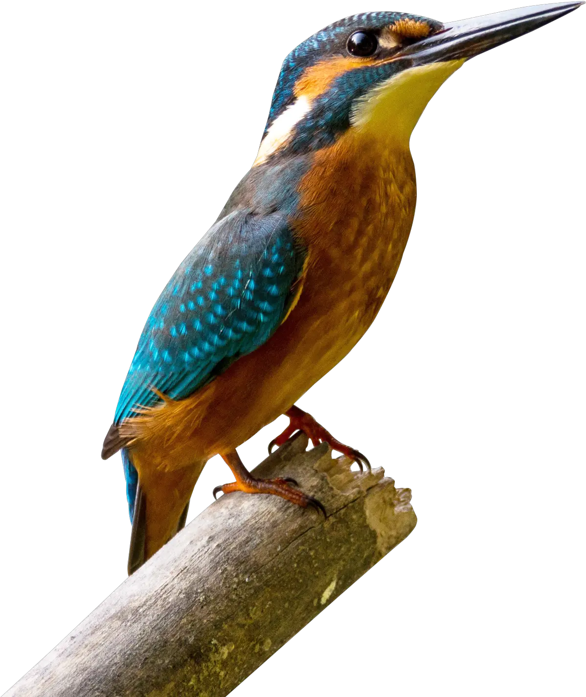 Kingfisher Bird Png Image King Fisher Image Down Load