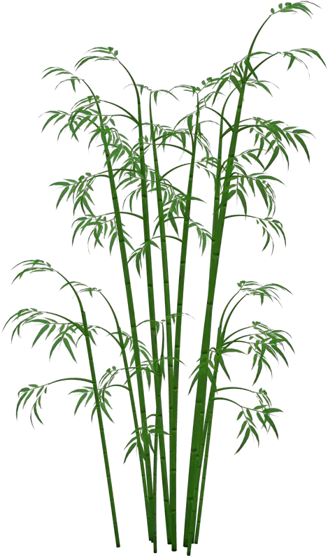 Bamboo Plants Png Transparent Bamboo Png
