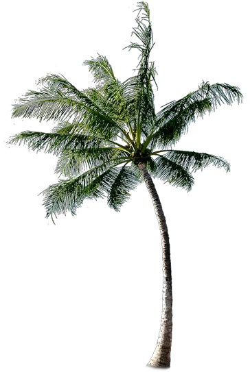 Coconut Tree Download Transparent Png Image Palm Tree Beach Png