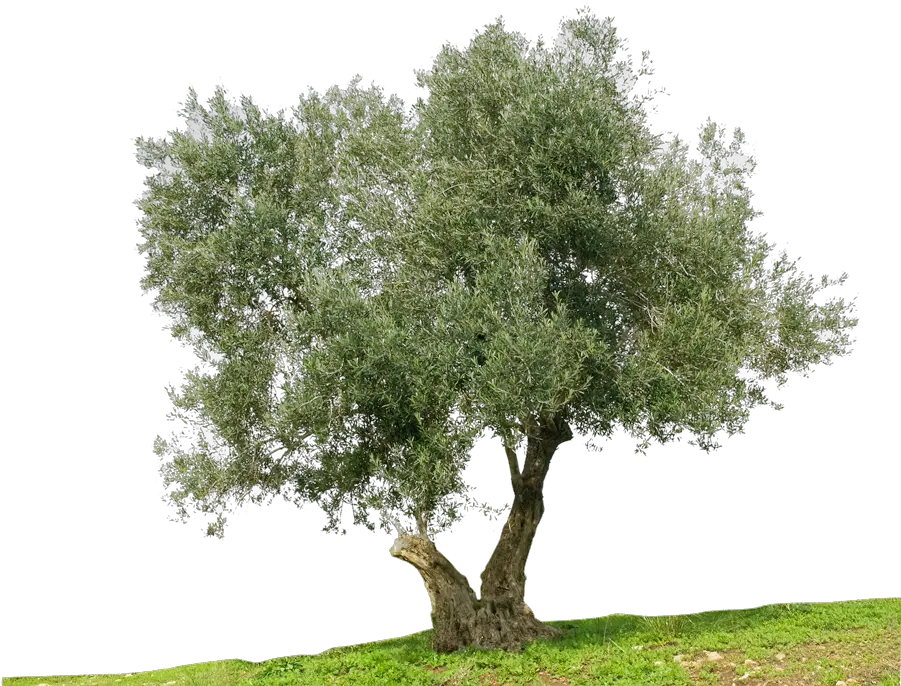Greek Cuisine Olive Tree Stock Photography Mediterranean Olive Oil Tree Png