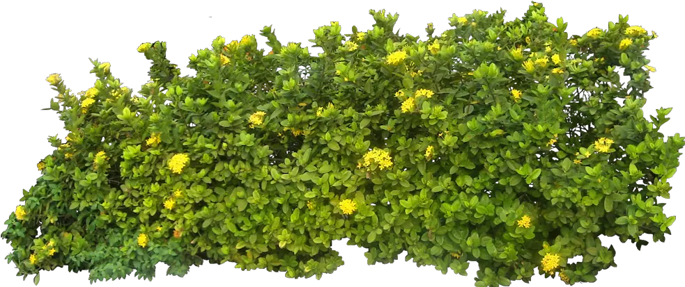 Shrub Plant Clip Art Bushes Png