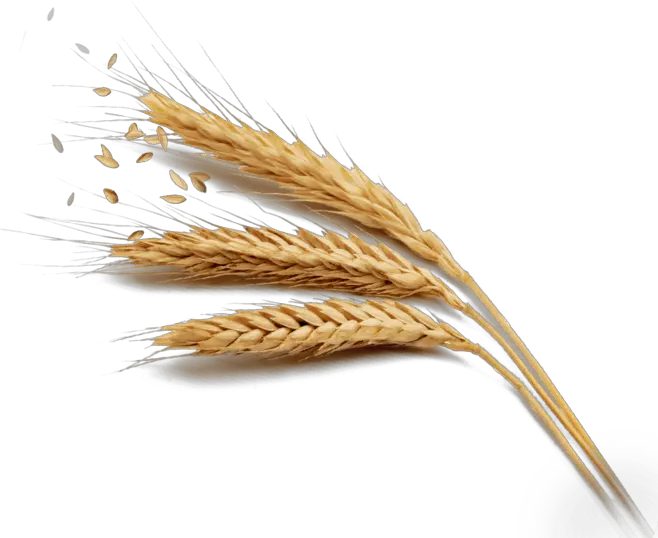 Harvest Rice Wheat Golden Free Download Png Hq Clipart Wheat Grains Png Transparent