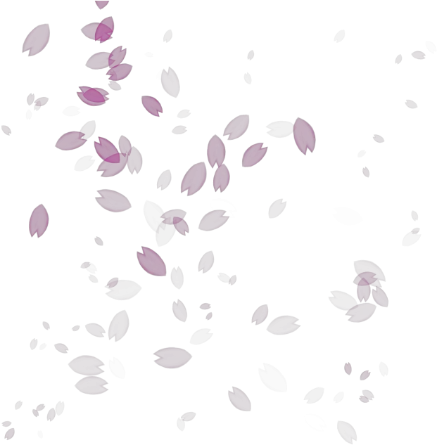 Petal Drawing Cherry Blossom Transparent Cherry Blossom Petals Falling