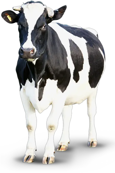 50624 Clipart Transparent Background Cow