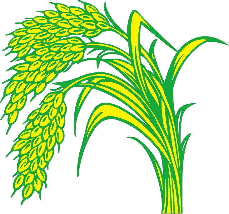 Rice Field Drawing Rice Plant Clipart Png