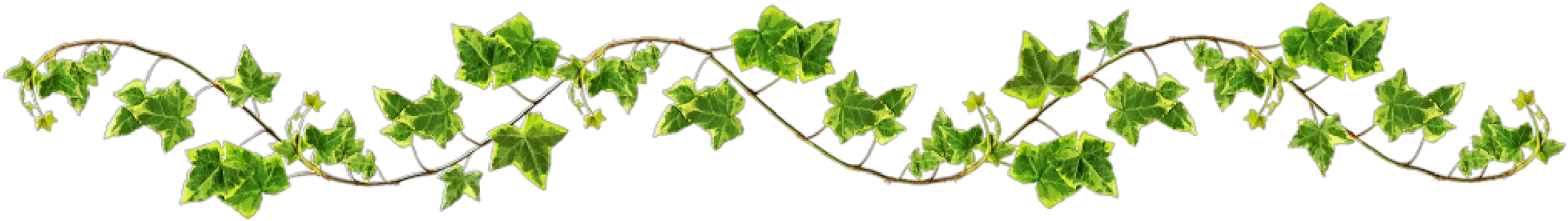 Vine Png