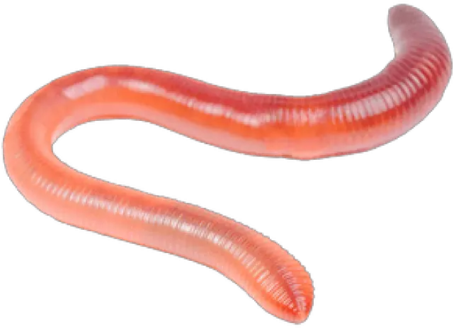 Worms Png Transparent Images Earthworms Png