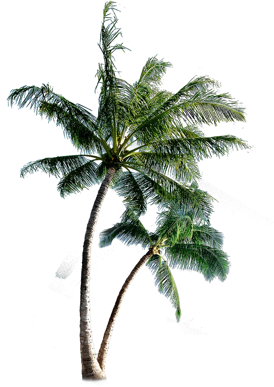 Palm Tree Transparent Background Coconut Tree Png