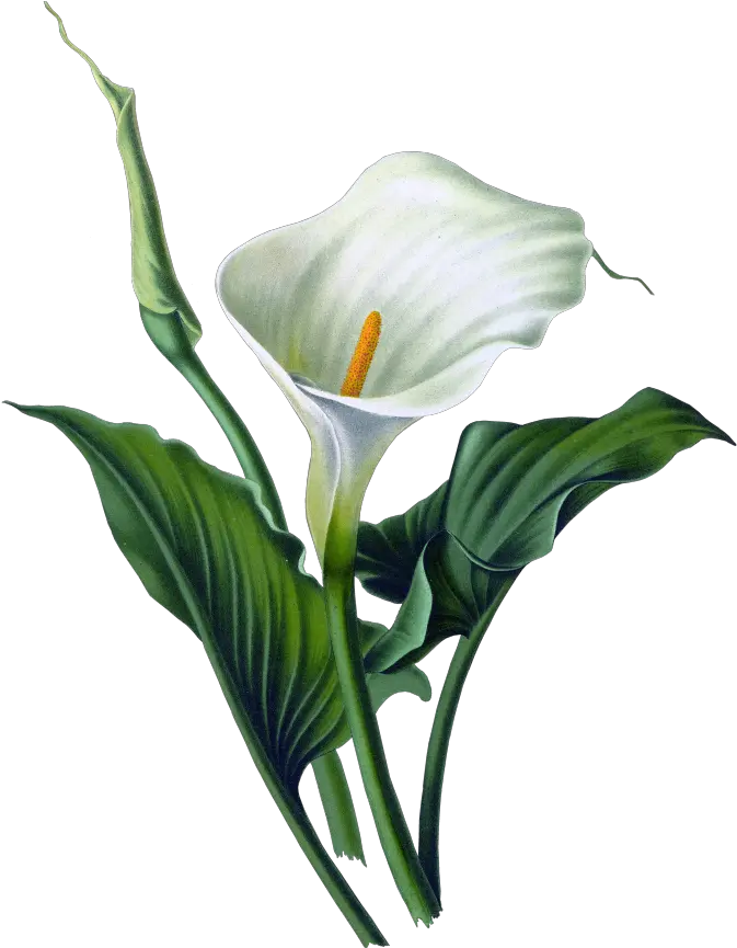 Floral Vector Png Calla Lily Flower Png
