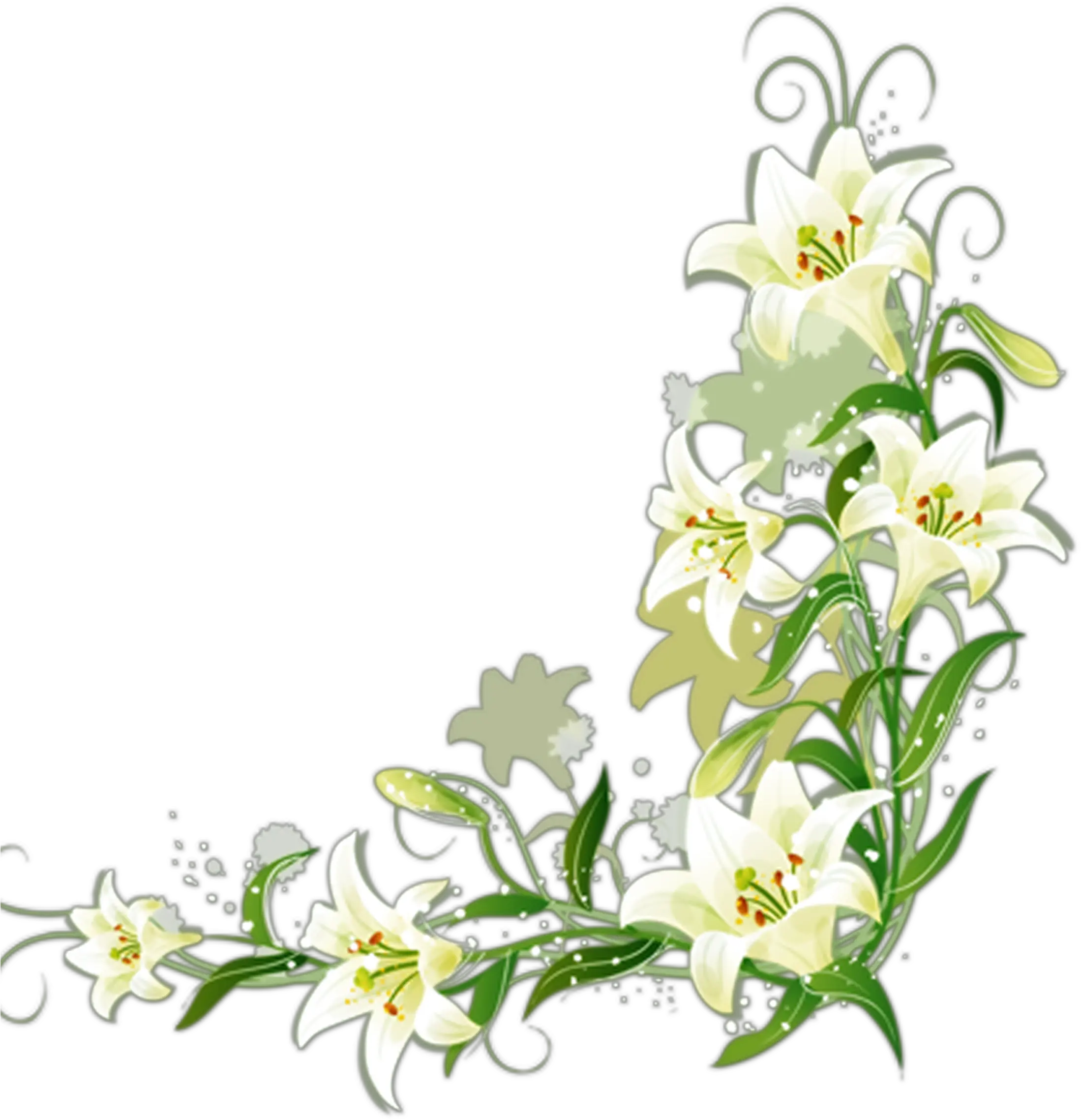 Lily Vector Border White Flower Border Transparent