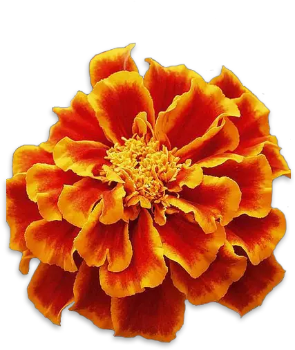 Red Marigold Flower Png