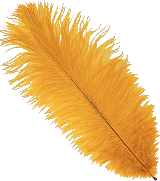 Marigold Ostrich Feather Plume Transparent Feathers Yellow