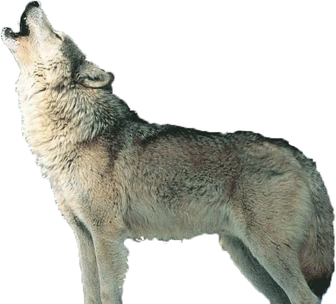 Howling Wolf Png Page Transparent Wolf Howling Png