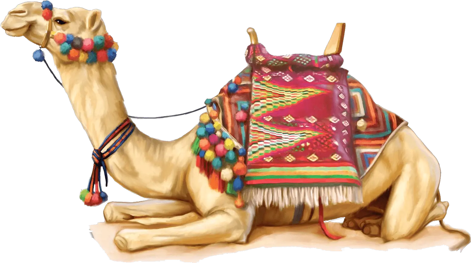 Camel Illustration Rajasthani Camel Png