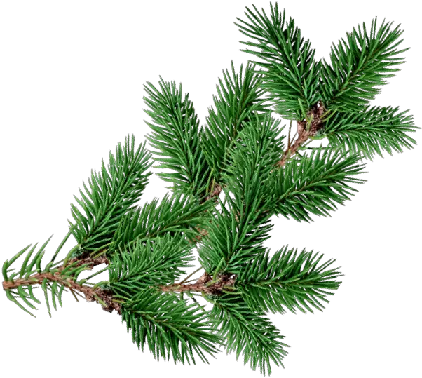 christmastree branch decoration overlay christmas Real Png Christmas Tree Overlay