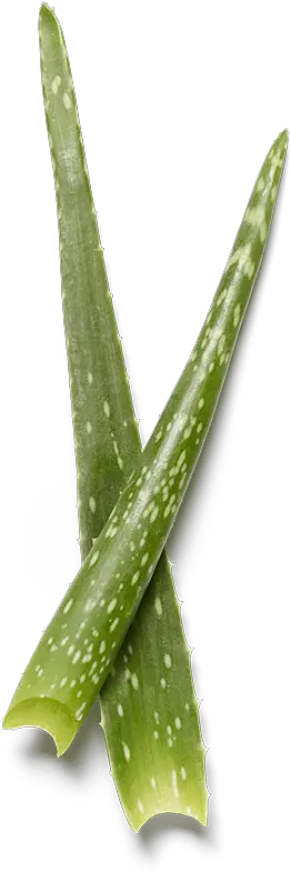 Aloe Vera Top View Png
