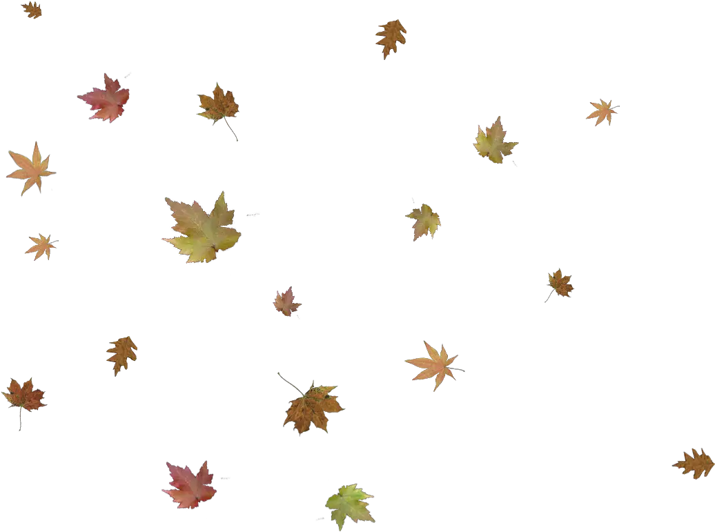 Falling Leaves Png Autumn Leaf Falling Png