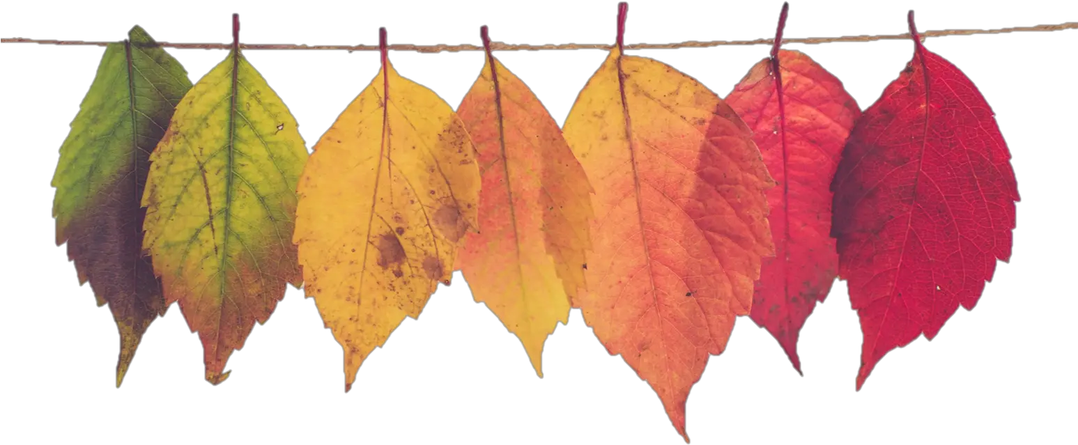 Transparent Fall Leaf Banner