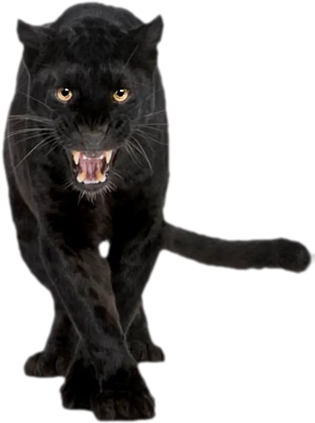 Panther Transparent Png Black Panther Png Animal