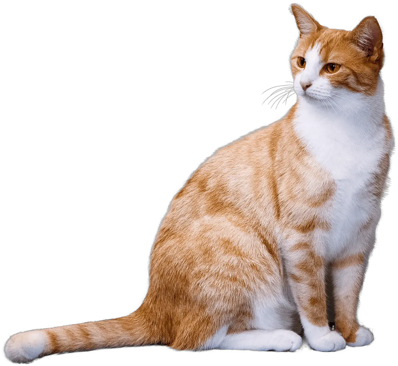 Ginger Cat Cat Png Transparent