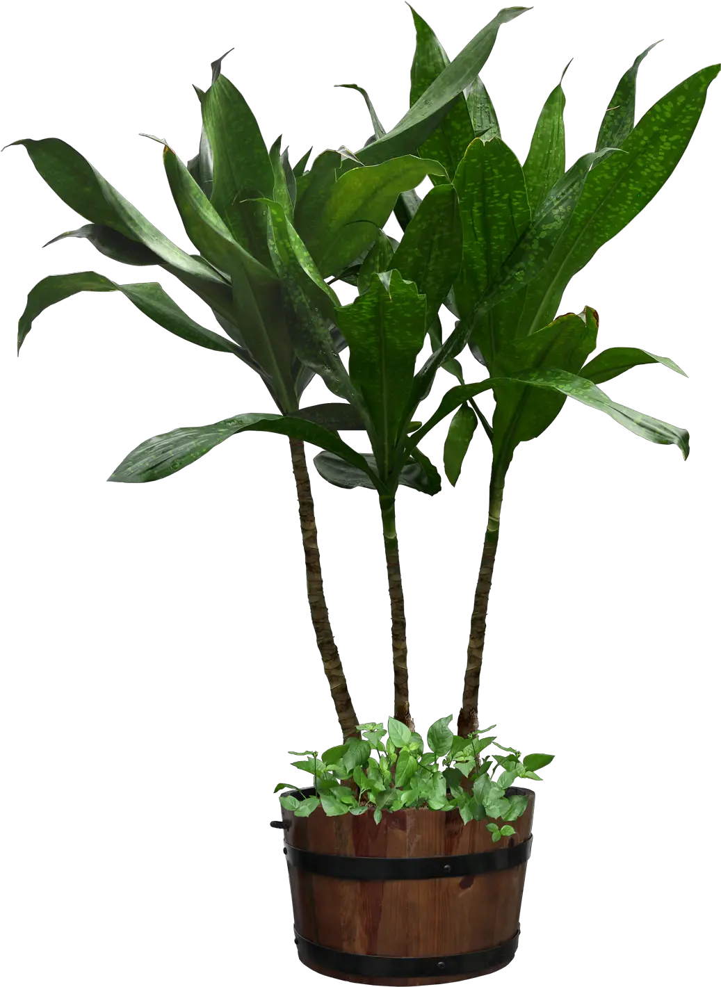 Potted Plant Png Download Clipart Potted Plant Transparent Background