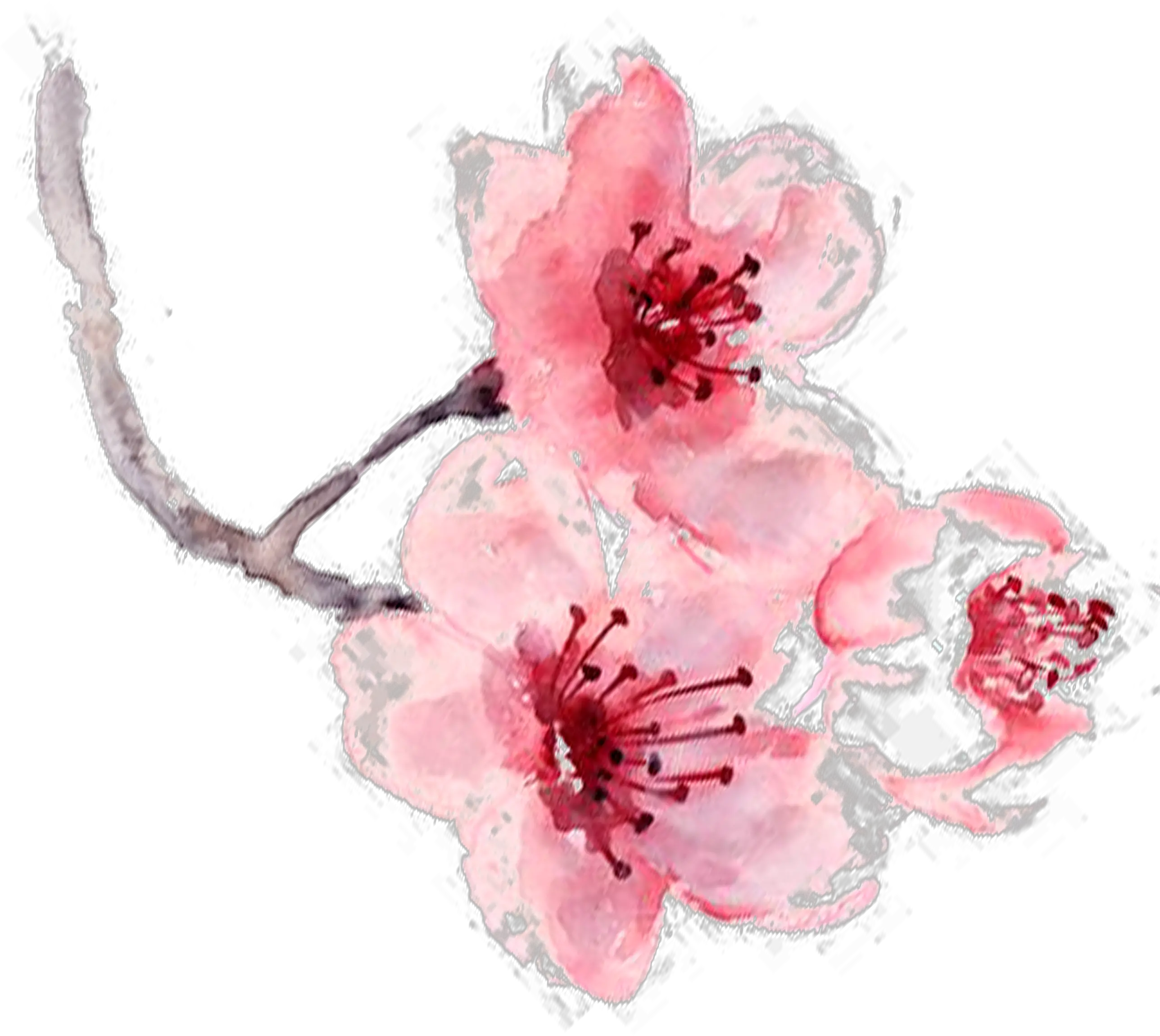 Watercolor Painting Pink Cherry Blossom Fragrance Watercolor Art Print Painting